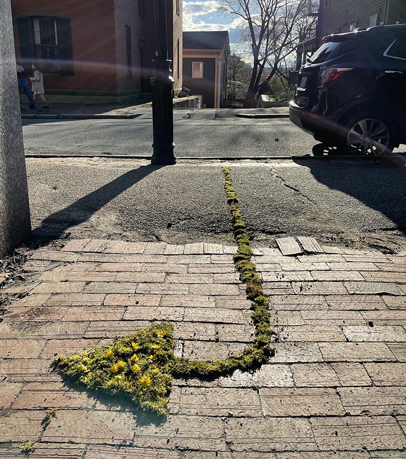 Arrow made from moss